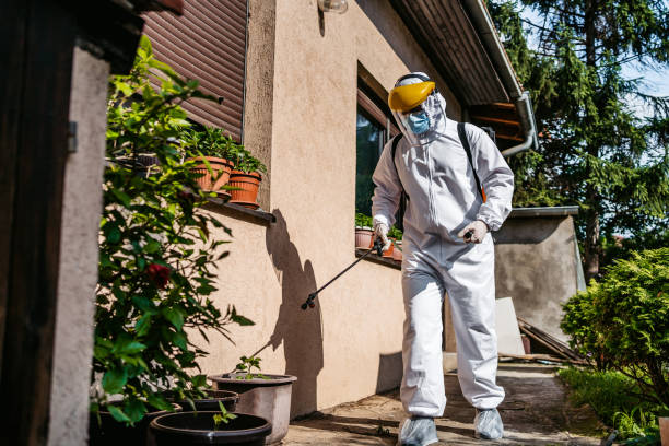 Best Rat Extermination Near Me  in Town And Country, MO